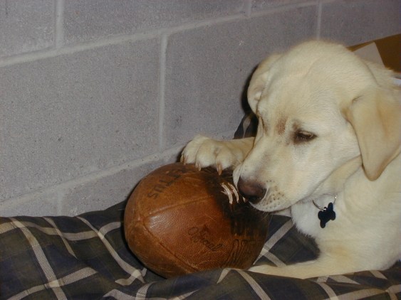 Zeke eating a football.