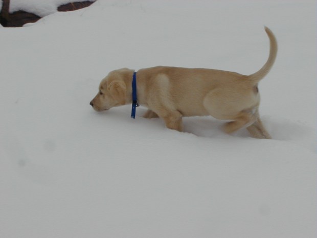 Zeke's first snow.